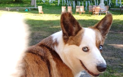 Augusts Padures muižā