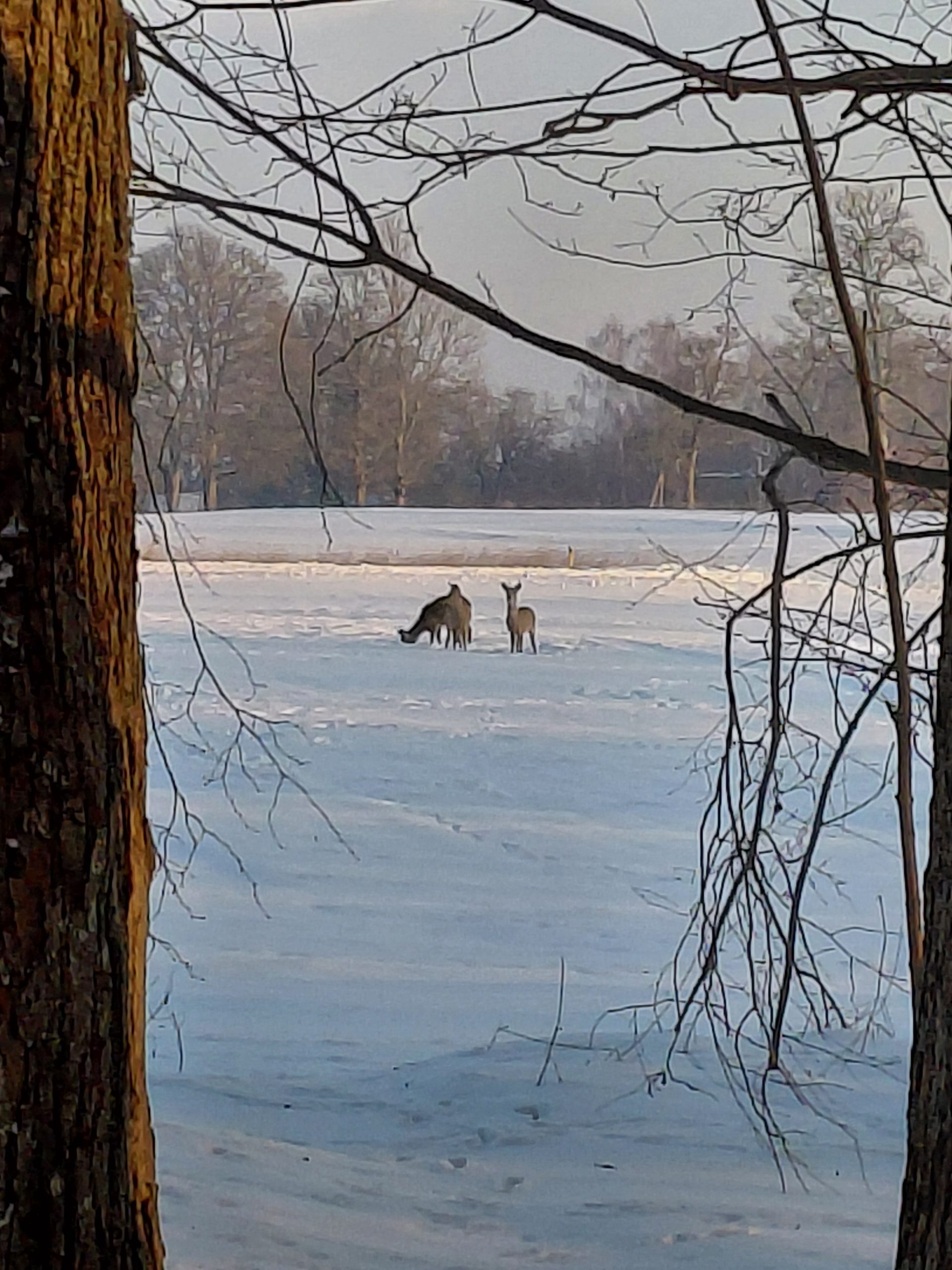 Stirnas pie Padures muižas. Balts sniegs